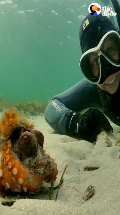 Woman Spends Months Helping An Octopus Protect Her Eggs