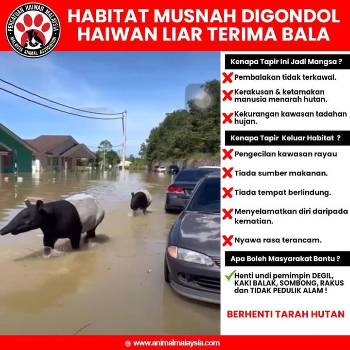 Manusia Lebih Rakus Berbanding Haiwan Liar. Tapir ..