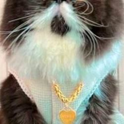 Local Entrepreneur Gives Pet Cat A Gold Chain Worth Over Rm25k