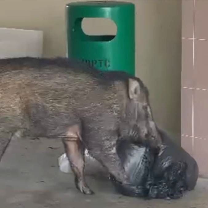 Food Waste Left Outside Rubbish Bins Attracting Wild Boars To Bukit Panjang, Says Animal Group