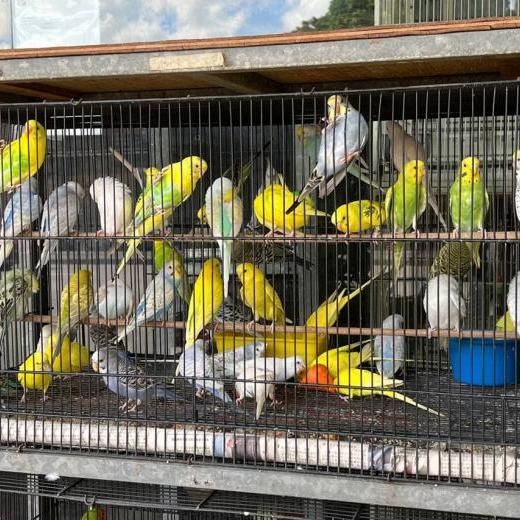 Over 60% Of Bird Shops Islandwide Fail One Or More Basic Welfare Conditions: Acres