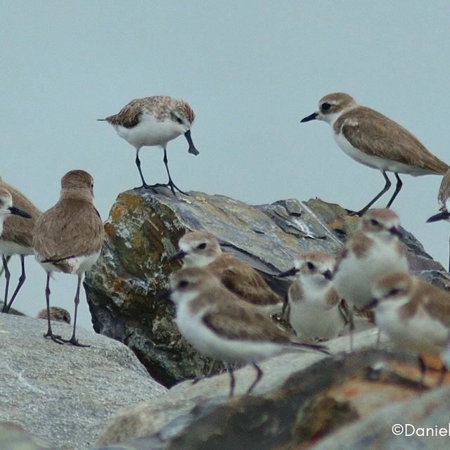 Rare Spoon-Billed Sandpiper Migratory Bird Spotted In Buntal Bay