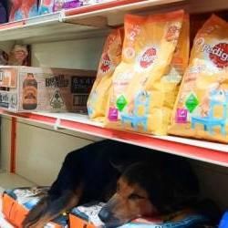 Convenience Store Employees Allows Street Dog To Seek Shelter In The Shop