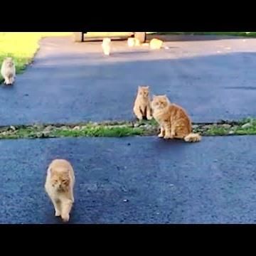 This Couple Bought A House That Came With 16 Cats