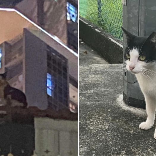 Cat Trapped On Roof For 11 Days At Jalan Besar Reappears On The Ground As If Nothing Happened