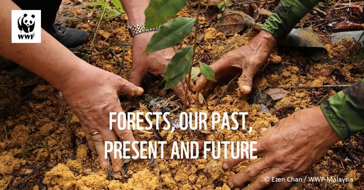 Forests Provide Us With Air, Food, Clean Water And..