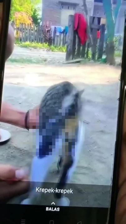 Dubur Kucing Disumbat Mercun Petanda Masyarakat Ti..