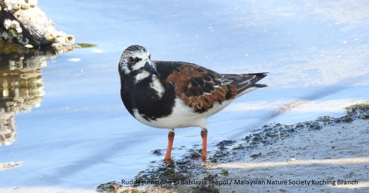 Do You Know How Ruddy Turnstone Got Its Name? It H..