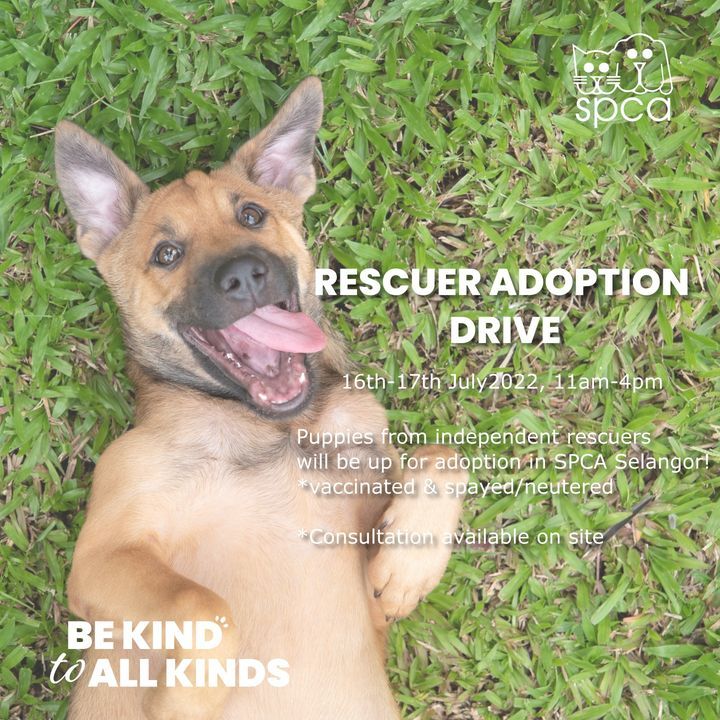 What’s Happening In Spca. Rescuer Adoption Drive T..