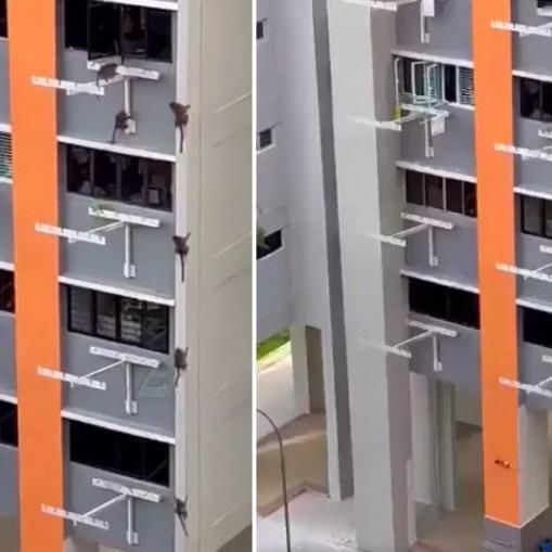 Macaques Climbing Up Into 5th Floor Clementi Flat And Raiding Kitchen Spook Netizens