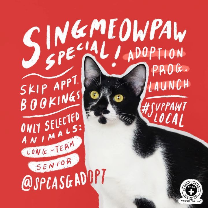 Singapaw/singmeowpaw Special Adoption Programme. S..