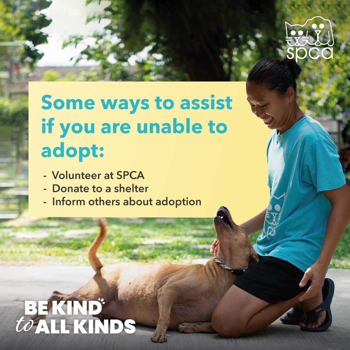 Animal Shelters Play A Vital Role In Our Community.. | SPCA Selangor ...