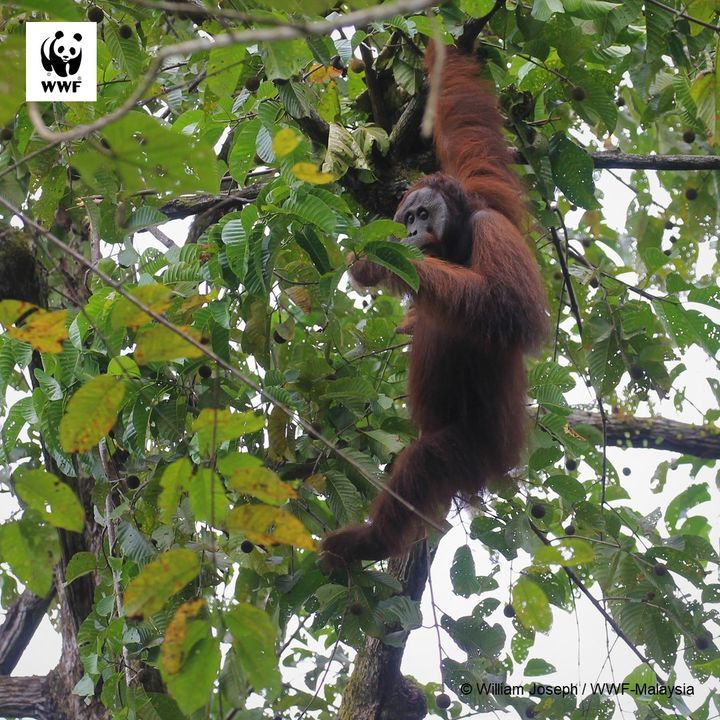 This Is Gundohing, A Flanged-Male Orangutan Spotte..