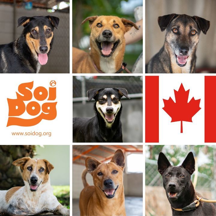 how can i bring my dog from thailand to canada