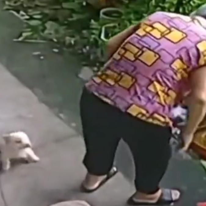 Tiny Puppy Pushes A Stool Towards An Elderly Woman To Sit. Viral Video Will Melt Your Heart