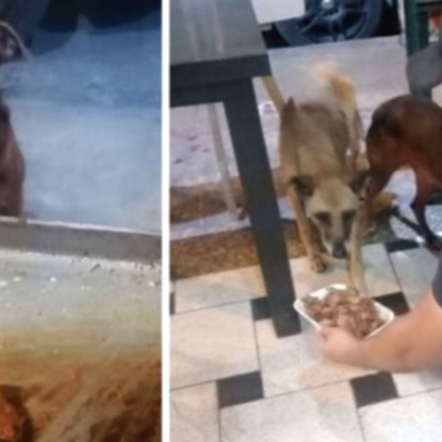 Any Homeless Dog That Comes Into The Restaurant Is Given Free Food – Oliviral