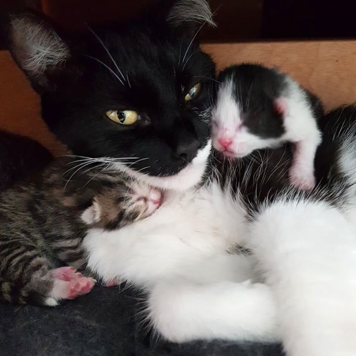 Stray Cat Gives Birth Under Guy’s Bed