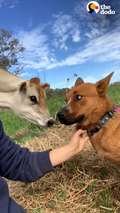 Herding Dog Afraid Of All Cows Meets A Tiny Friend She Adores