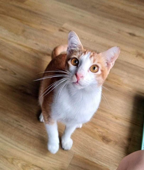 Flynn The Family Cat Is Such A Friendly, Loving An..