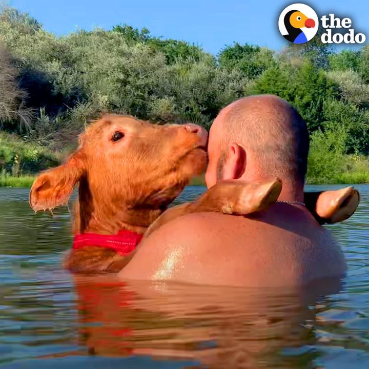 Tiny Cow Who Loves To Swim With Dad Climbs On Up His Jetski