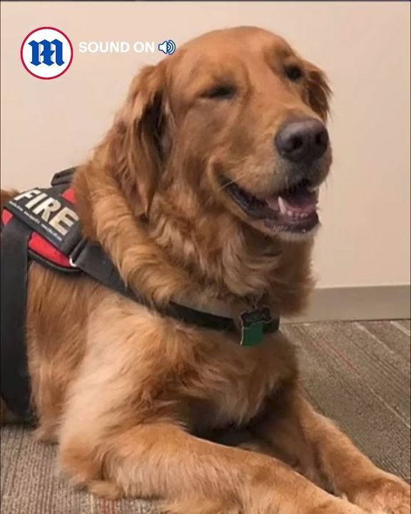 Firefighter Locked Out Of Building Gets Let In By Dog