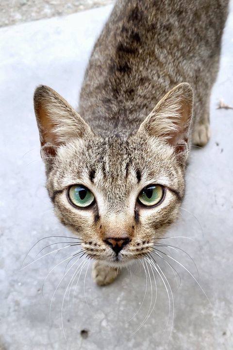 Shamrock Is An Insanely Affectionate Boy Super Pur..