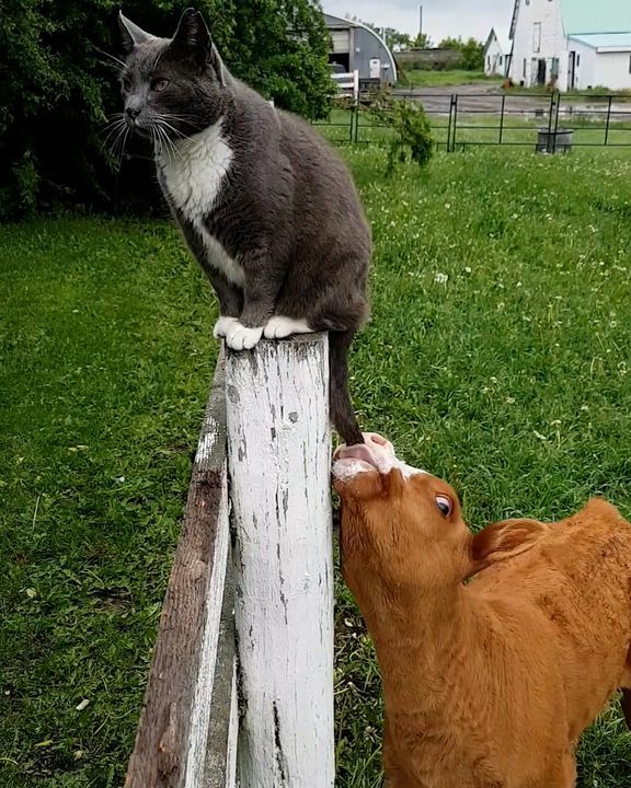 Baby Cow Sucks On A Cat’s Tail ðŸ„