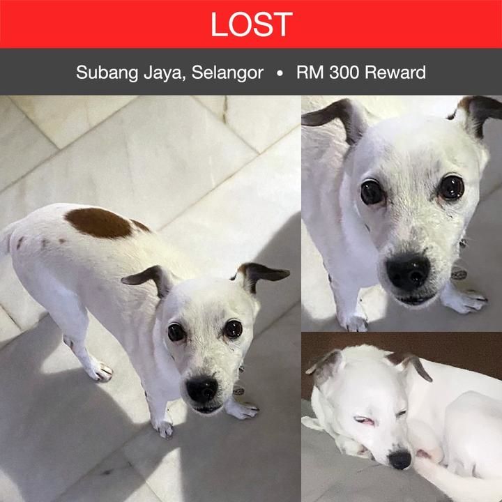 Jack Russell Terrier (Parson Russell Terrier) Dog Lost – 7 Years, Prince From Tmn Wangsa Baiduri, Subang Jaya, Selangor