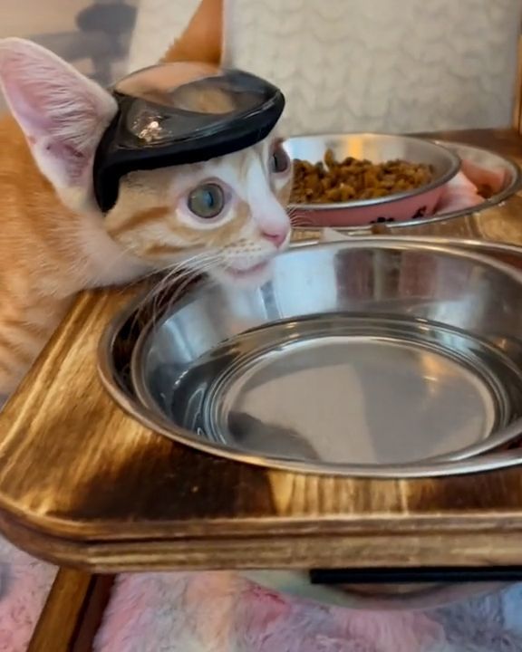 Kitten Wears A Special Helmet Because Of An Injury ðŸˆ