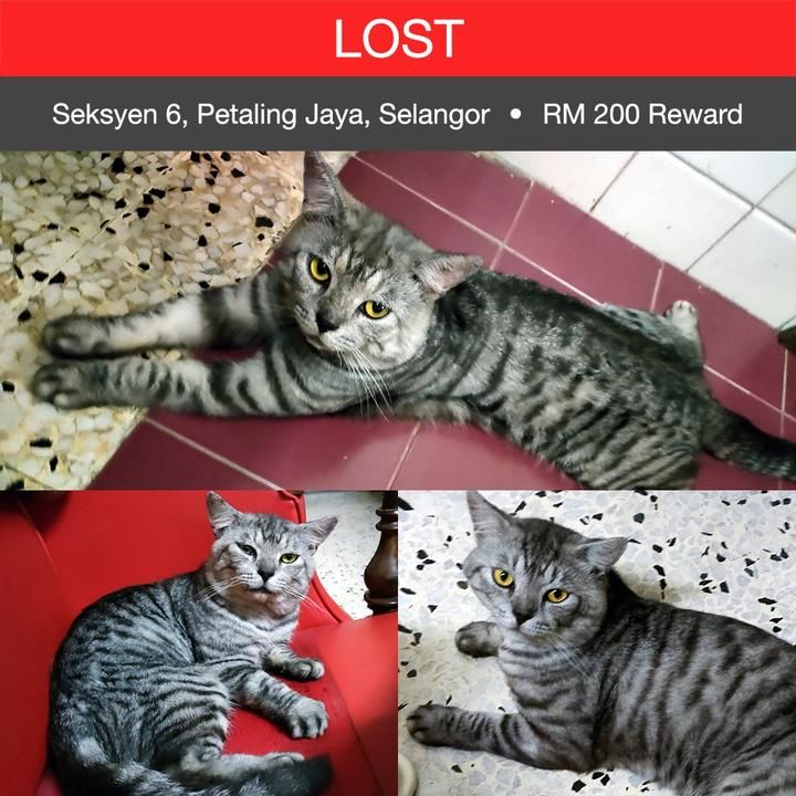 Tabby Cat Lost – 2 Years 1 Month, Kitty From Seksyen 6, Petaling Jaya, Selangor