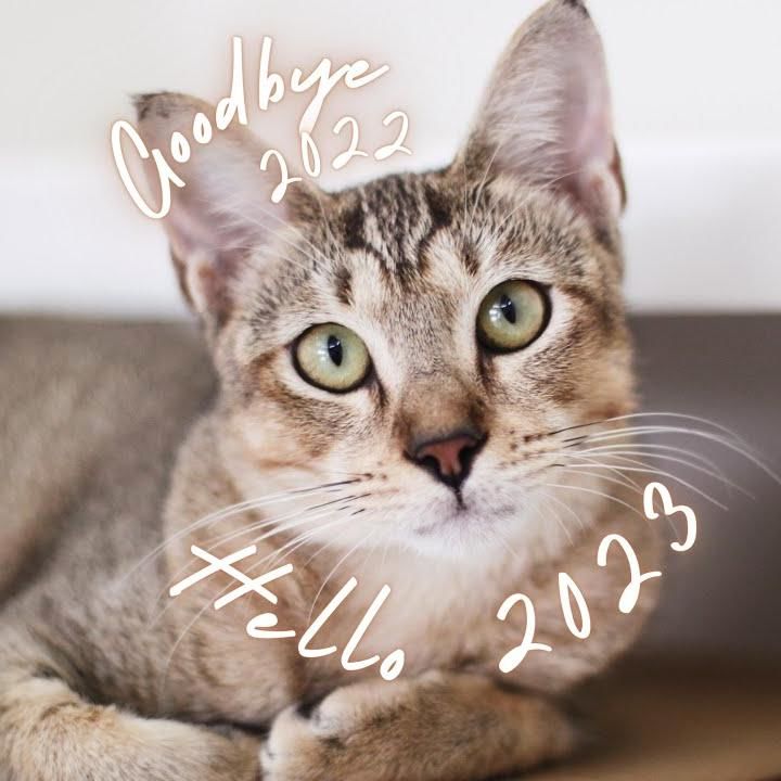 We Helped 2,255 Animals In 2022