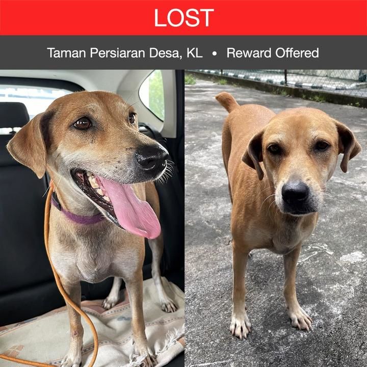 Mixed Breed Dog Lost – 6 Years, Jd From Taman Persiaran Desa, Kuala Lumpur