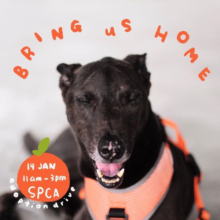 Spca Singapores First Adoption Drive Of 2023. Find..