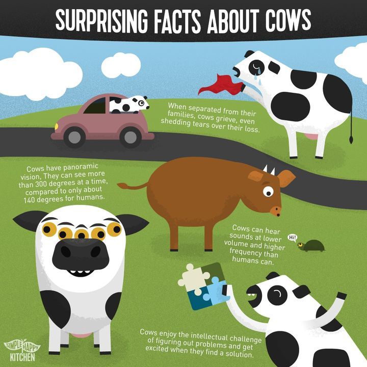 Surprising Facts About Cows