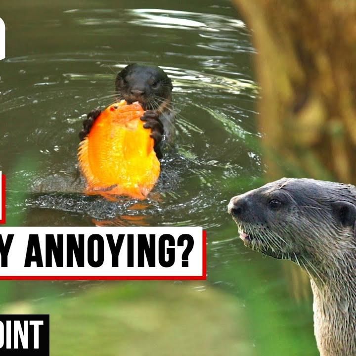 Otters: Friends Or Foes? | Talking Point | Full Episode