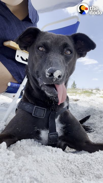 Woman Finds Abandoned 6 Week Old Puppy On The Beach