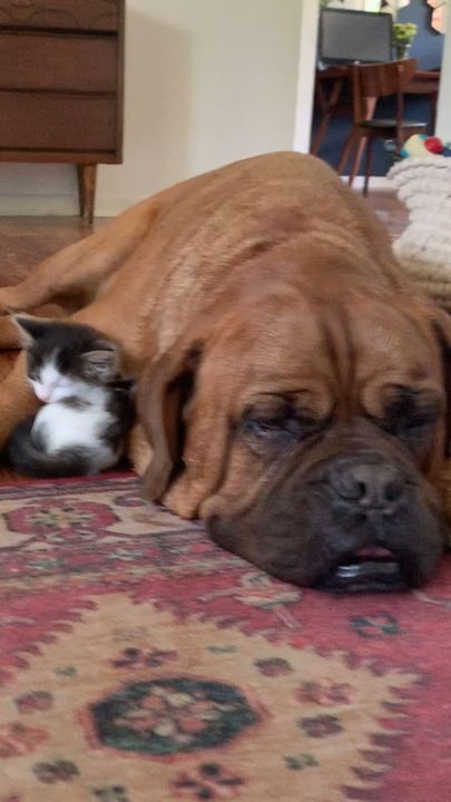 135-Pound Dog Becomes Obsessed With A Tiny Kitten