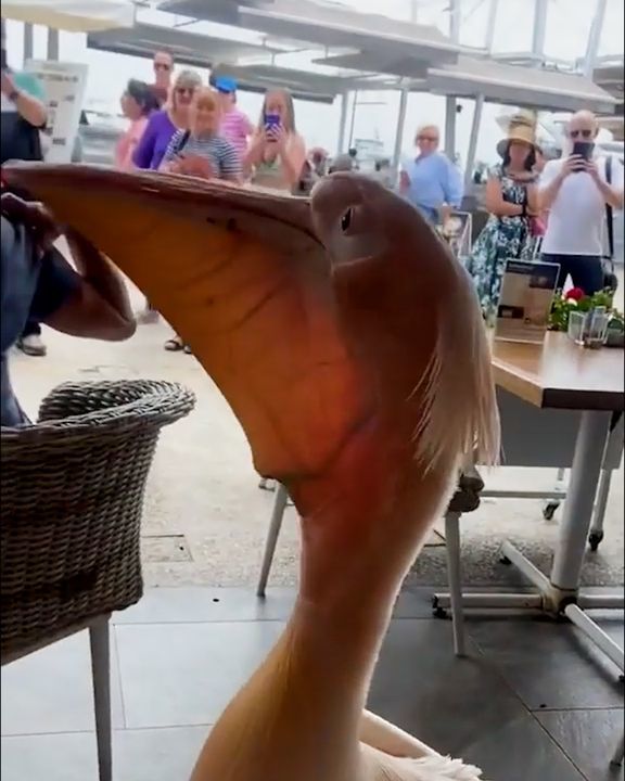 Our Most Regular Customer Is A Pelican ðŸ˜„