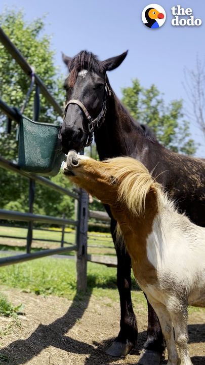 Huge Rescue Horse Finds Her Mini Horse Prince Charming