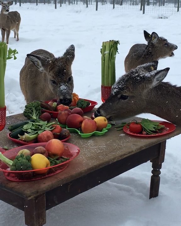 Deer Enjoy Holiday Feast ðŸ¦Œ