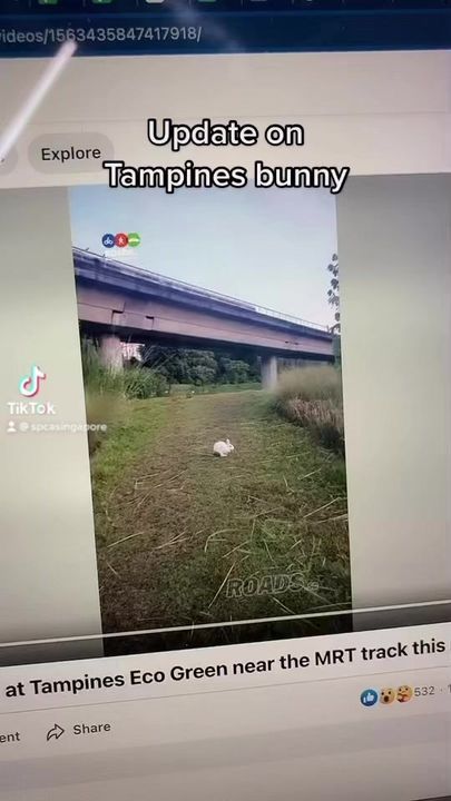 Tampines Bunny Updates