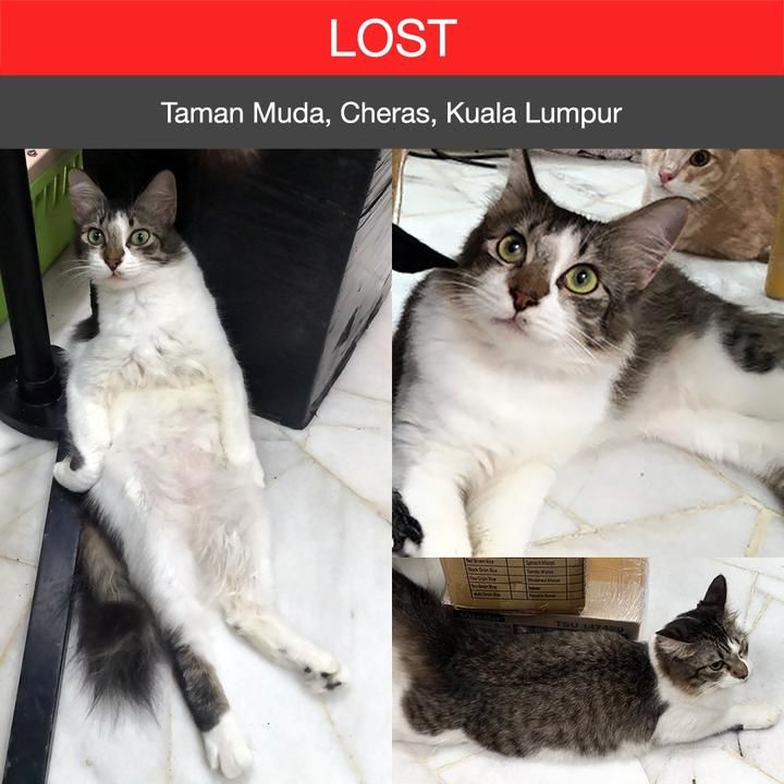 Domestic Medium Hair Cat Lost – 3 Years, Sai Di From Taman Muda, Cheras, Kuala Lumpur