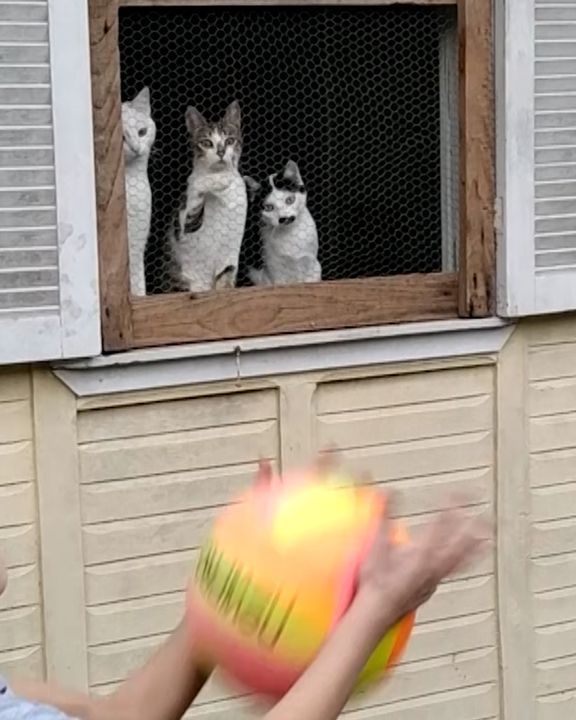 Cats Can’t Take Their Eyes Off The Ball âš½ï¸