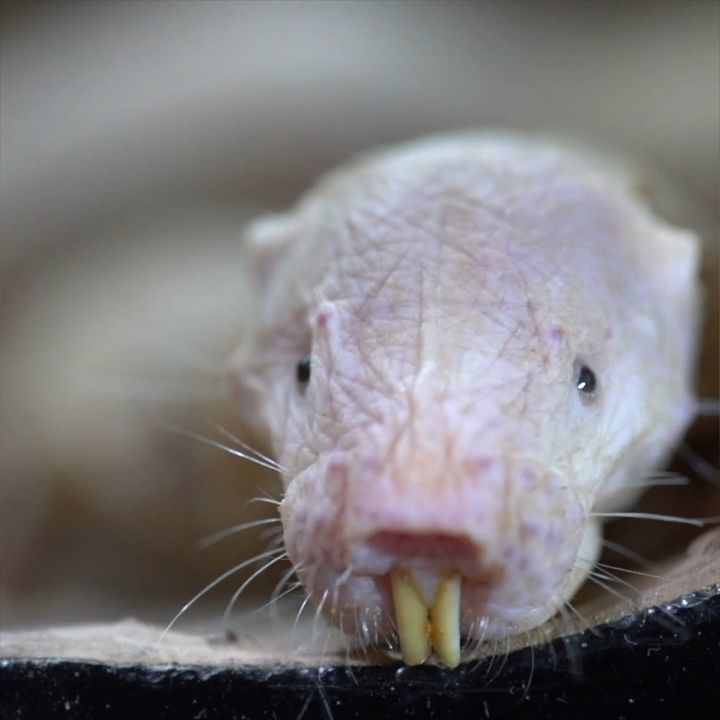 Naked Mole Rats Are Nudie Cuties