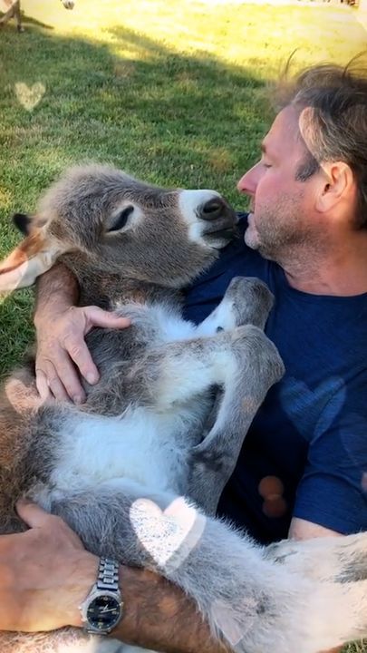 Dad Shares Special Bond With Donkeys ðŸ¥°