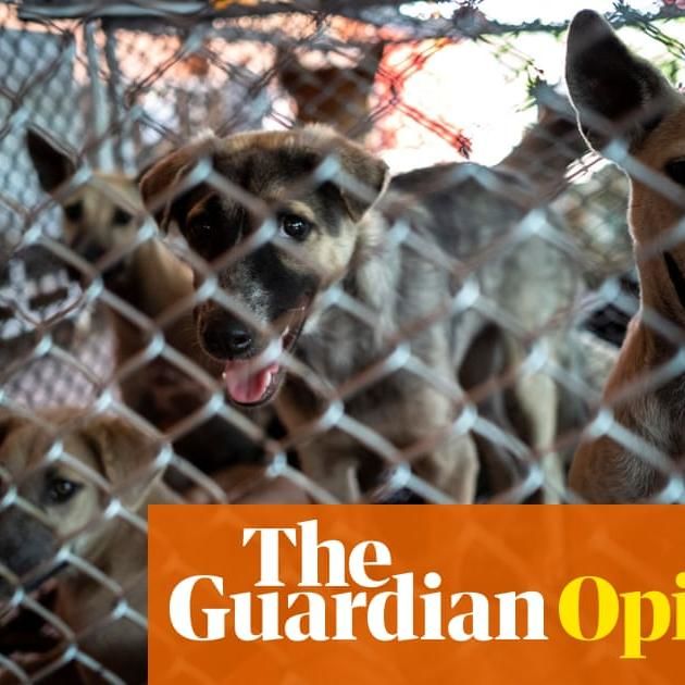 Want To Truly Have Empathy For Animals? Stop Owning Pets | Troy Vettese