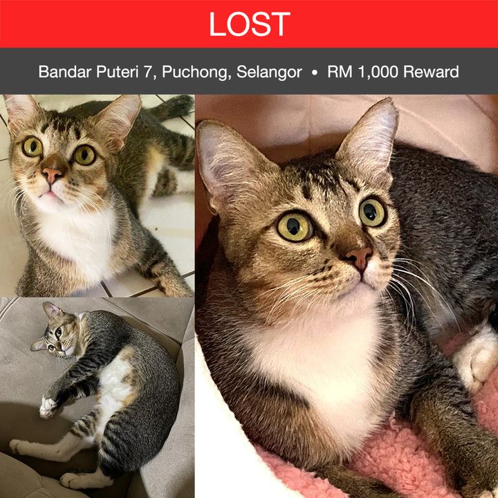 Domestic Short Hair Cat Lost – 2 Years 3 Months, Bun From Bandar Puteri 7, Puchong, Selangor