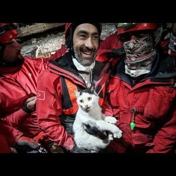 Paws Of Hope: Cats And Dogs Rescued From Rubble After Earthquake In Turkey