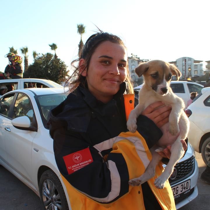 Rescue Teams Treat Animals Saved From The Rubble Of Turkey Quakes