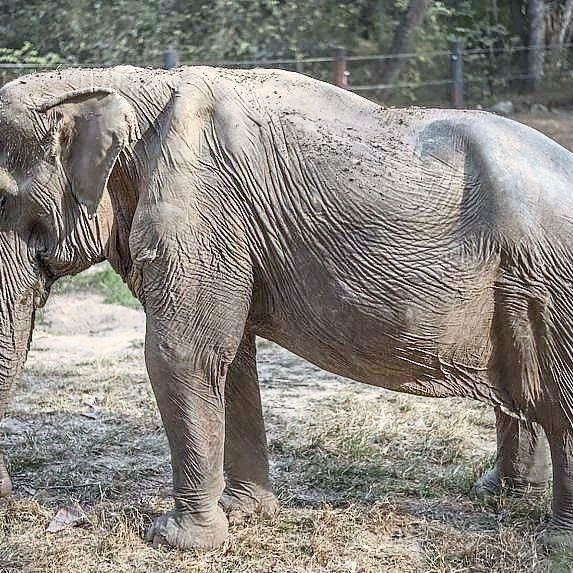 A Touristâ€™s Joy Is An Elephantâ€™s Pain